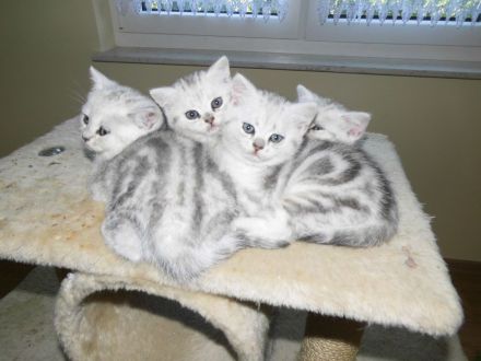 BKH Kitten, reinrassig, sehr verschmust und kerngesund, ab sofort umzugsbereit