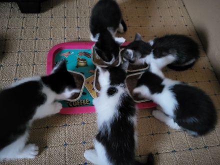 Kitten suchen liebevolles zu Hause