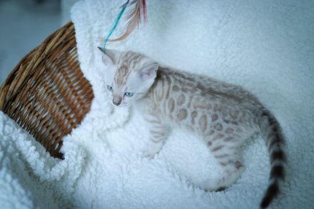Blauäugiges Mädchen.Vom Züchter mit Stammbaum.Die Eltern haben Gentests bestanden.