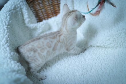 Blauäugiges Mädchen.Vom Züchter mit Stammbaum.Die Eltern haben Gentests bestanden.