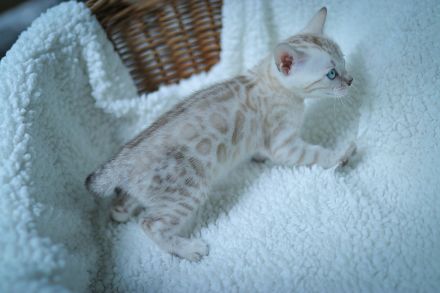 Blauäugiges Mädchen.Vom Züchter mit Stammbaum.Die Eltern haben Gentests bestanden.