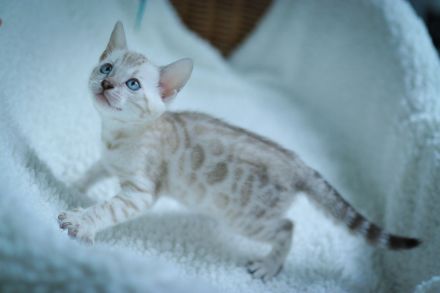 Blauäugiges Mädchen.Vom Züchter mit Stammbaum.Die Eltern haben Gentests bestanden.