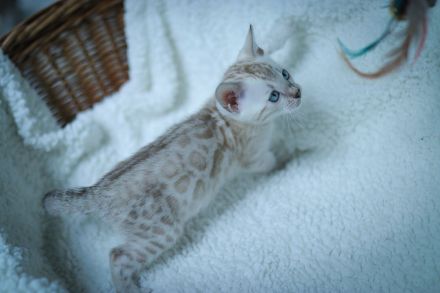 Blauäugiges Mädchen.Vom Züchter mit Stammbaum.Die Eltern haben Gentests bestanden.