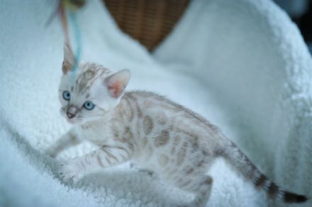 Blauäugiges Mädchen.Vom Züchter mit Stammbaum.Die Eltern haben Gentests bestanden.