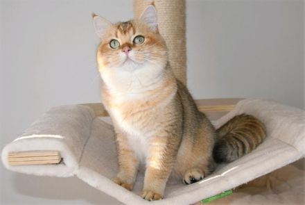 Zwei BKH Mädchen in black silver shaded