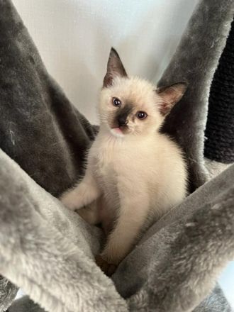 Siamkitten