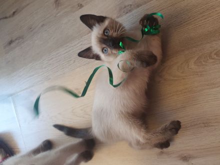 Siamkitten