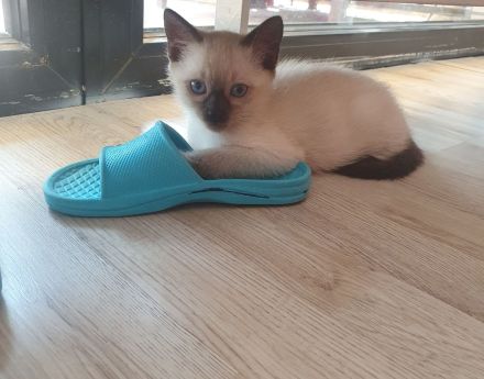 Siamkitten