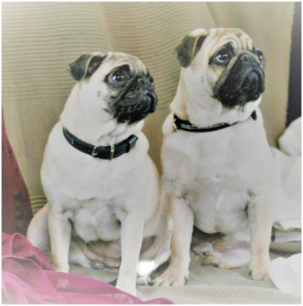 H U N D E B E T R E U U NG