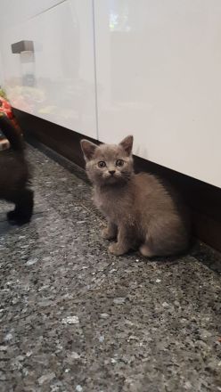 Bkh kitten
