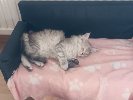 MaineCoon/Nrw.Waldk Kitten suchen liebevolles Zuhause