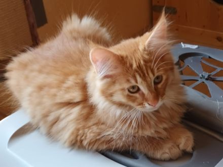 MaineCoon/Nrw.Waldk Kitten suchen liebevolles Zuhause