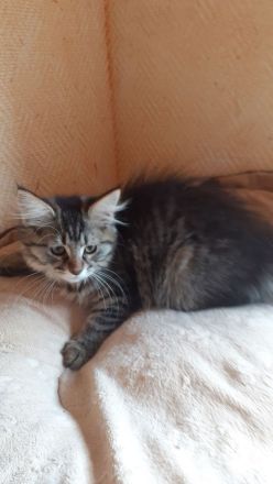 MaineCoon/Nrw.Waldk Kitten suchen liebevolles Zuhause