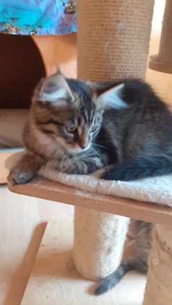 MaineCoon/Nrw.Waldk Kitten suchen liebevolles Zuhause