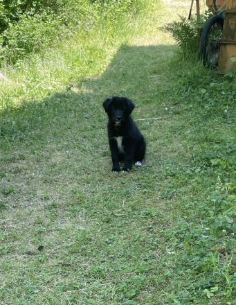 2 Hirtenhundwelpen (Karakatschan), 3 Monate alt