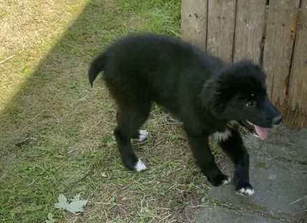 2 Hirtenhundwelpen (Karakatschan), 3 Monate alt