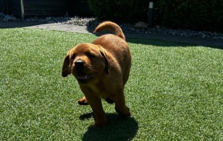 Labrador Welpen in Foxred mit Papiere