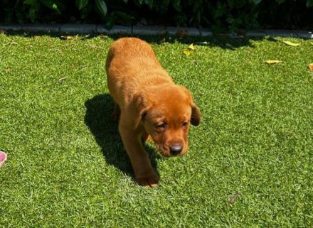 Labrador Welpen in Foxred mit Papiere