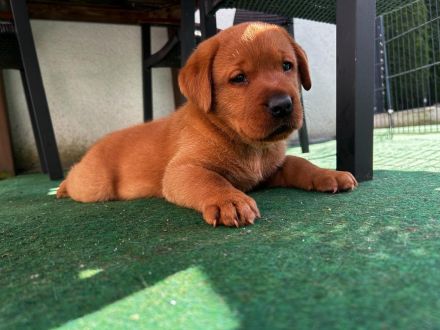 Labrador Welpen in Foxred mit Papiere
