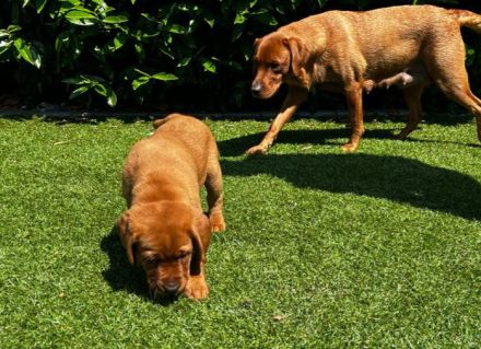 Labrador Welpen in Foxred mit Papiere