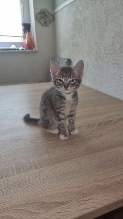 Hauskatze /Babykätzchen