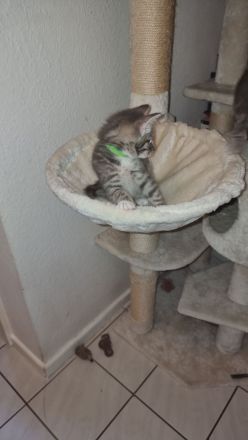 Hauskatze /Babykätzchen