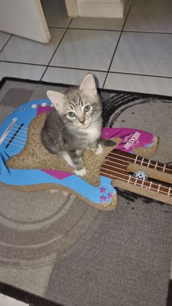 Hauskatze /Babykätzchen