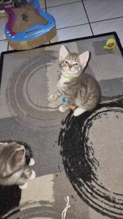 Hauskatze /Babykätzchen