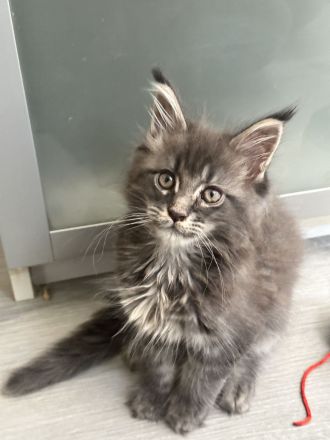 Maine Coon von Wolvenstein