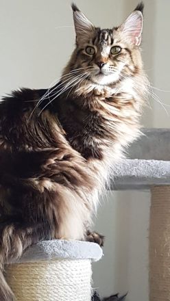 Maine Coon von Wolvenstein