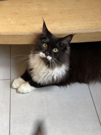 Maine Coon von Wolvenstein