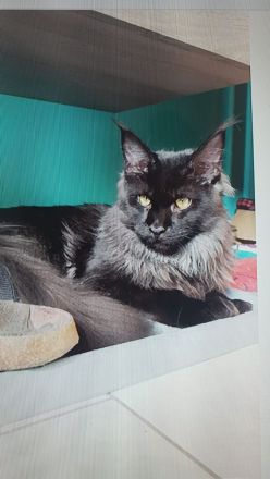 Maine Coon von Wolvenstein