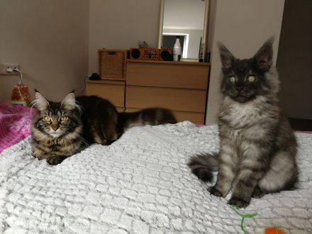 Maine Coon von Wolvenstein