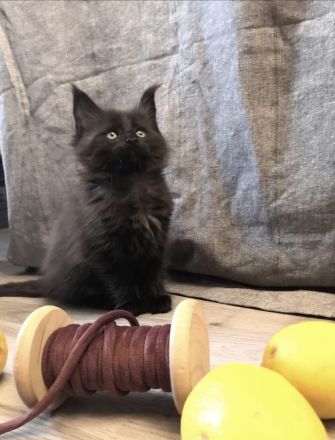 Maine Coon von Wolvenstein