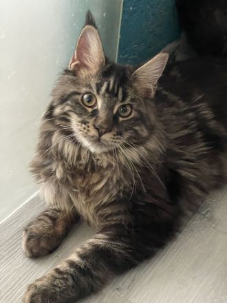 Maine Coon von Wolvenstein