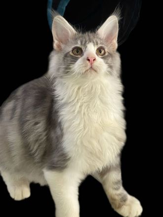 Maine Coon von Wolvenstein