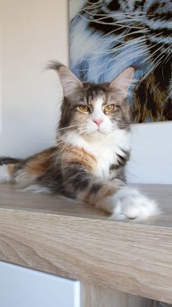 Maine Coon von Wolvenstein
