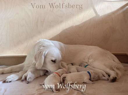 Goldies vom Wolfsberg