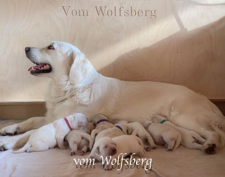 Goldies vom Wolfsberg