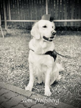 Goldies vom Wolfsberg