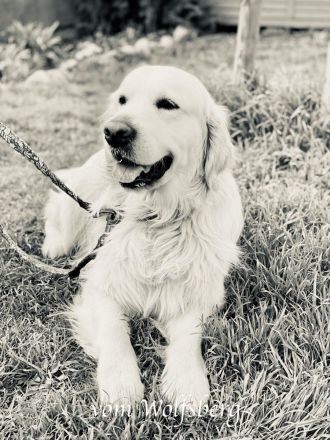 Goldies vom Wolfsberg