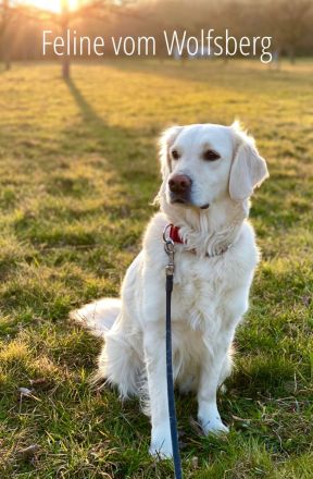 Goldies vom Wolfsberg