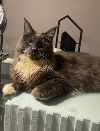 Supercooler Maine Coon Youngster sucht seinen Lieblingsmensch