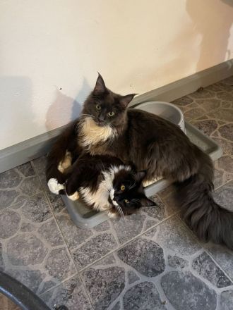 Supercooler Maine Coon Youngster sucht seinen Lieblingsmensch