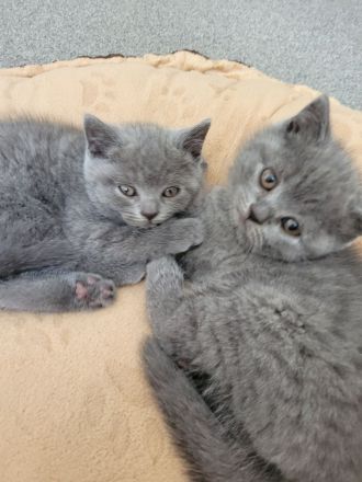 Britisch Kurzhaar Kitten