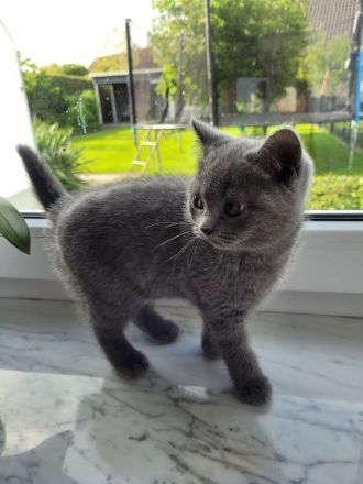 Britisch Kurzhaar Kitten
