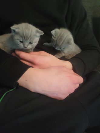 Britisch Kurzhaar Kitten