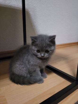 Britisch Kurzhaar Kitten