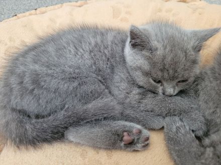 Britisch Kurzhaar Kitten