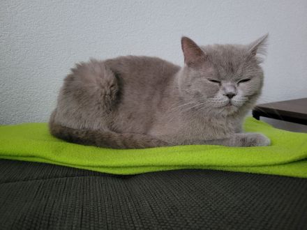 Britisch Kurzhaar Kitten